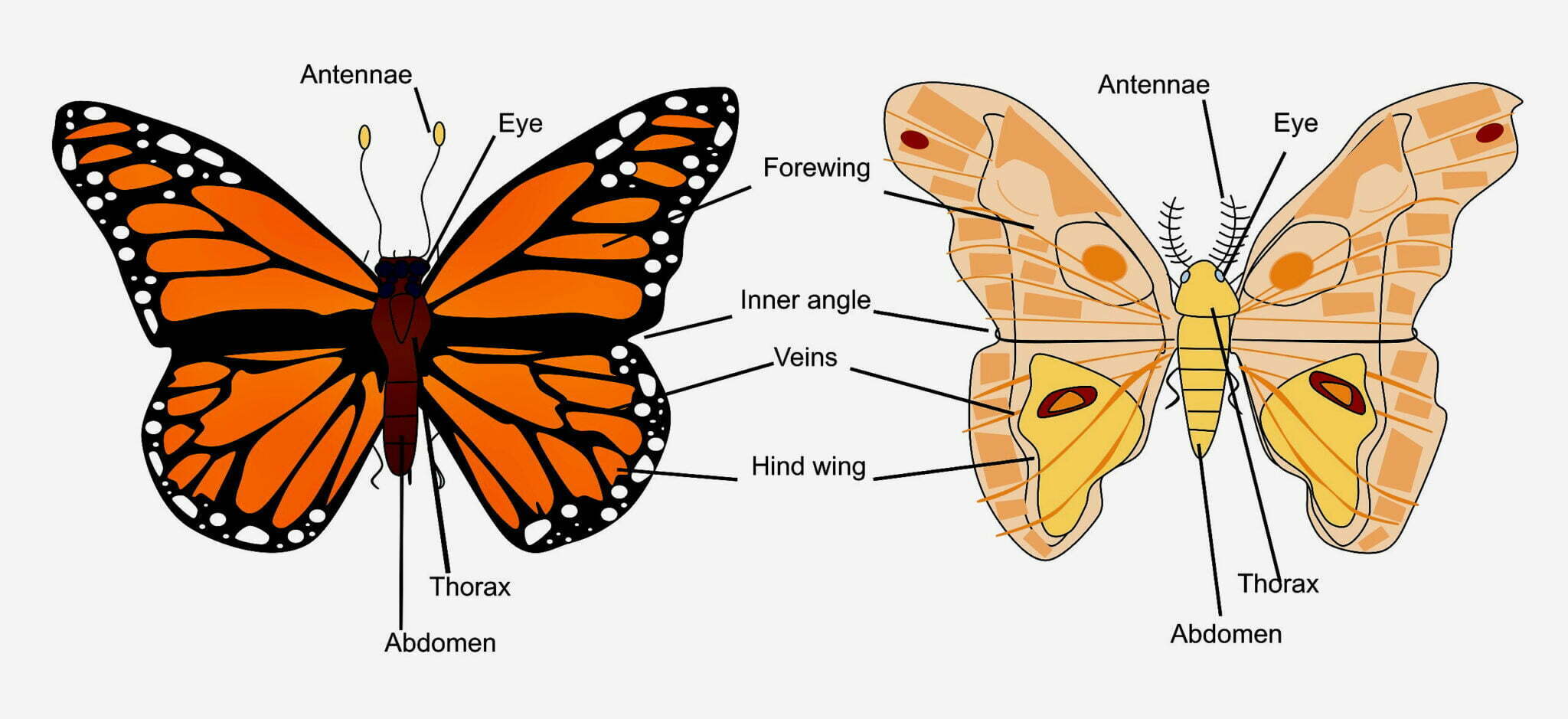 10 Butterfly Description, Live, Facts, History | Whizzed Net