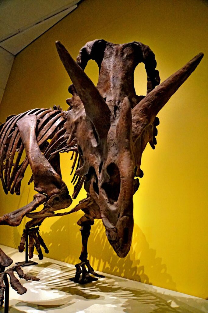 Wendiceratops was a Dinosaur in Canada