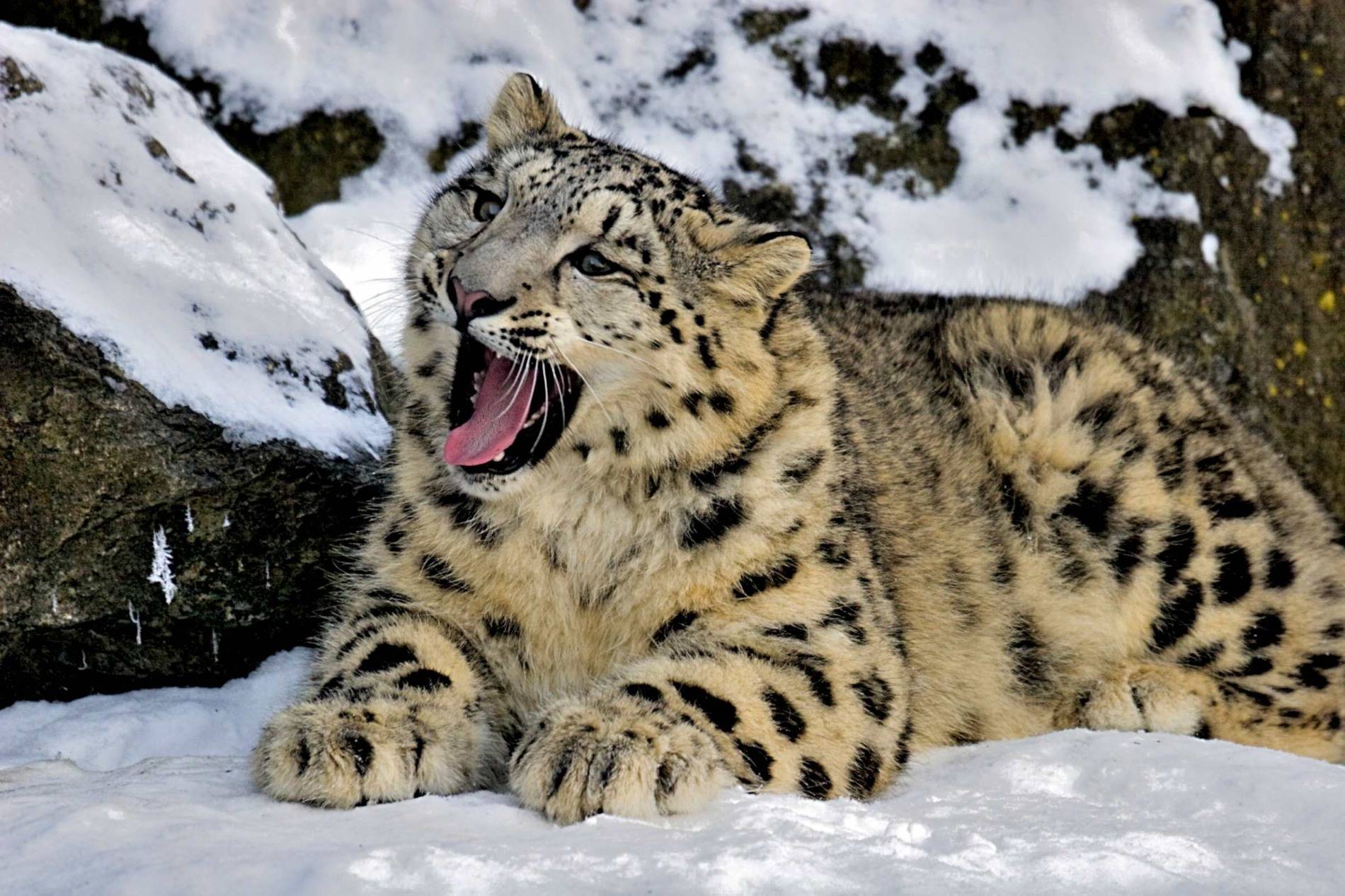 9 Snow Leopard Facts And Information Habitat Whizzed Net