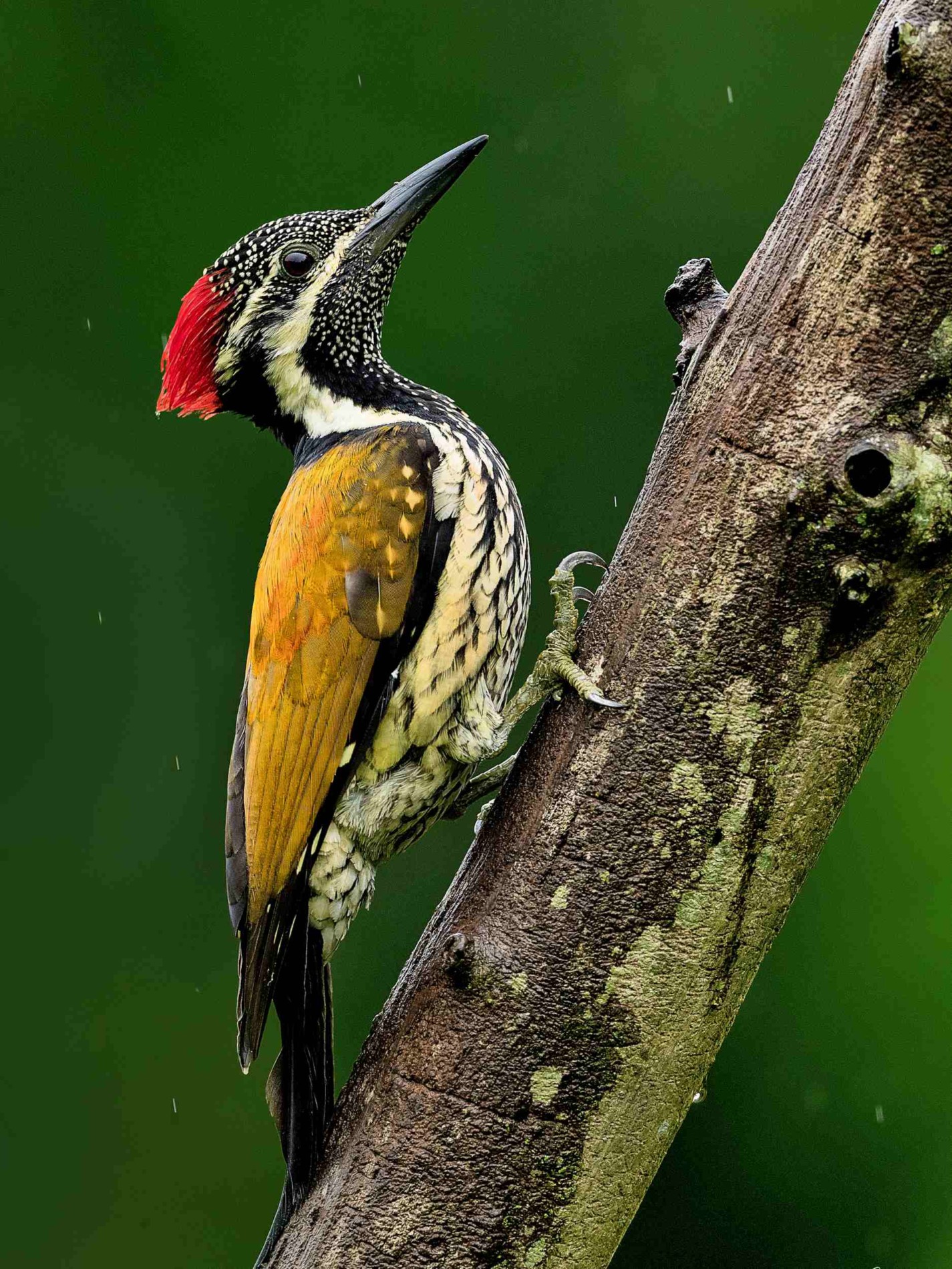 Golden Backed Woodpecker, aka Black-rumped Flameback