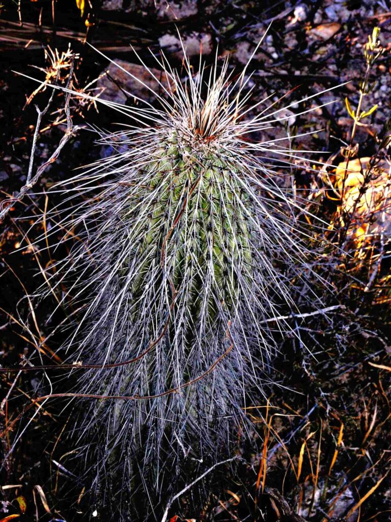 Columnar Cacti at Tehuacán-Cuicatlán Valley Mexico